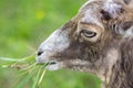 Wild mouflon sheep, one female portrait grazing on pasture in daylight, green meadow, beautiful brown wild animals Royalty Free Stock Photo
