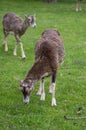 Wild mouflon sheep, one female portrait grazing on pasture in daylight, green meadow, beautiful brown wild animals Royalty Free Stock Photo