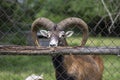 Wild mouflon sheep, one male grazing on pasture in daylight, green meadow, wild animals Royalty Free Stock Photo