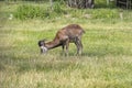 Wild mouflon sheep, one male grazing on pasture in daylight, green meadow, wild animals Royalty Free Stock Photo