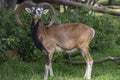 Wild Mouflon Sheep, One Male Grazing On Pasture In Daylight, Green Meadow, Wild Animals