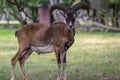 Wild mouflon sheep, one male grazing on pasture in daylight, green meadow, wild animals Royalty Free Stock Photo