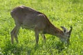 Wild mouflon sheep, one young male grazing on pasture in daylight during summer season, green meadow, wild animals Royalty Free Stock Photo