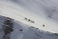 Wild mountain argali sheep climb the snowy slope of the mountain Royalty Free Stock Photo