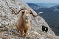 Wild mountain brown goat with big horns stands at rock and looks in camera Royalty Free Stock Photo