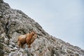 Wild mountain brown goat with big horns stands at rock and looks in camera Royalty Free Stock Photo