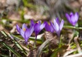 Wild mountain crocus Crocus veluchensis