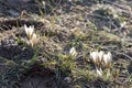 Wild mountain crocus. Spring primrose. Early flower. Beautiful natural background