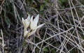 Wild mountain crocus. Spring primrose. Early flower. Beautiful natural background