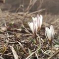 Wild mountain crocus. Spring primrose. Early flower. Beautiful natural background