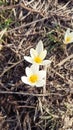 Wild mountain crocus. Spring primrose. Early flower. Beautiful natural background