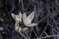 Wild mountain crocus. Spring primrose. Early flower. Beautiful natural background