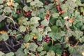 Wild Mountain currant ribes alpinum