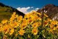 Wild Mountain Daisies Royalty Free Stock Photo