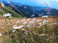 Wild mountain daisies, natural landscape on a sunny day Royalty Free Stock Photo