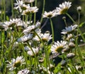 Wild Mountain Daisies Royalty Free Stock Photo