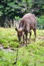 Wild Mountain Deer