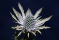 Wild mountain flower summer blossom Eryngium planum family Apiaceae modern botanical background high quality big size print wall