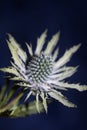 Wild mountain flower summer blossom Eryngium planum family Apiaceae modern botanical background high quality big size print wall