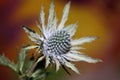 Wild mountain flower summer blossom Eryngium planum family Apiaceae modern botanical background high quality big size print wall