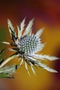 Wild mountain flower summer blossom Eryngium planum family Apiaceae modern botanical background high quality big size print wall