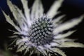 Wild mountain flower summer blossom Eryngium planum family Apiaceae modern botanical background high quality big size print wall