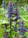 Wild mountain flowers