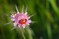 wild mountain flowers and ladybird Royalty Free Stock Photo