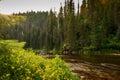 Mountain river flowing through a forest at sunrise Royalty Free Stock Photo