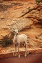 Wild mountain goat Royalty Free Stock Photo
