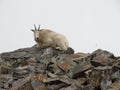 Wild Mountain Goat Royalty Free Stock Photo