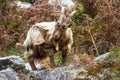 Wild mountain goat, feral scratching itself