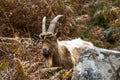 Wild mountain goat, feral showing horns amongst bracken glancing at camera