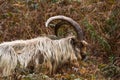 Wild mountain goat, feral showing horns