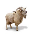 Wild mountain goat Isolated over white background Royalty Free Stock Photo