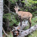 Wild mountain goat, Switzerland Royalty Free Stock Photo