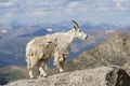 Wild Mountain Goats of the Colorado Rocky Mountains