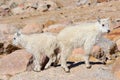 Wild Mountain Goats of the Colorado Rocky Mountains. Two Mountain Goat Kids on a Rock Royalty Free Stock Photo