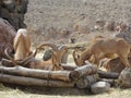 Wild mountain goats on Fuerteventura Royalty Free Stock Photo