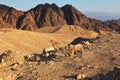 The wild mountain goats in stone desert