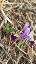 Wild mountain iris. Spring flowers. Beautiful banner of natural