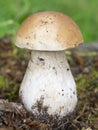 Wild mountain mushroom (Boletus, edible bolete, penny bun)