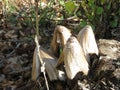 Wild mountain mushrooms Royalty Free Stock Photo