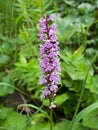 The wild mountain orchid, early-purple orchid 2