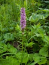 The wild mountain orchid, early-purple orchid Royalty Free Stock Photo