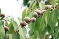 Wild mountain peaches hang on the branches. Royalty Free Stock Photo