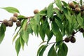 Wild mountain peaches hang on the branches. Royalty Free Stock Photo