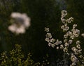 Wild mountain pear flower