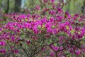 Wild Mountain Pink Azalea Bush Royalty Free Stock Photo