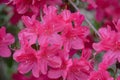 Wild Mountain Pink Azalea Wildflowers Royalty Free Stock Photo